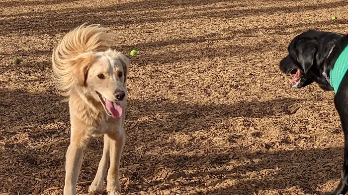 Dog Park 2