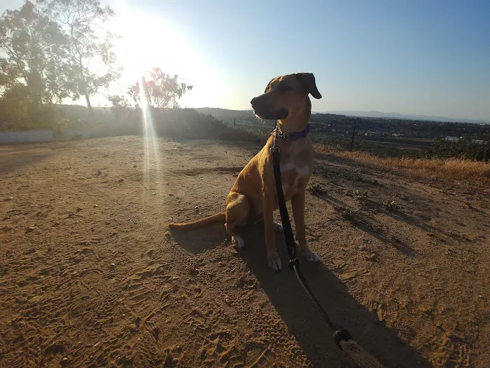 Dog Park 6