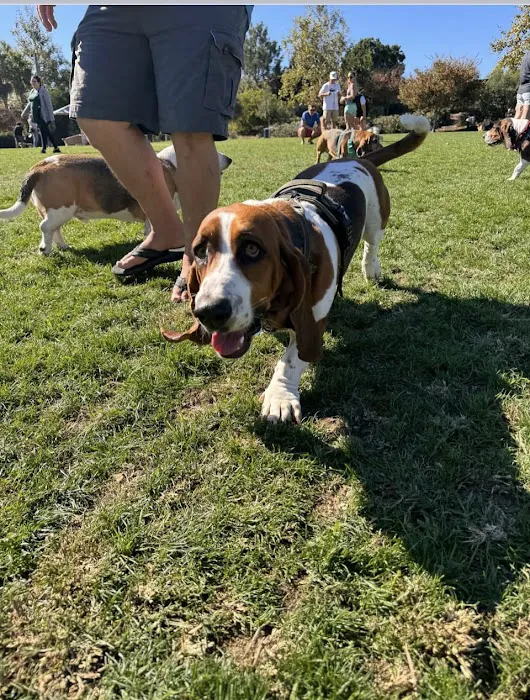 Dog Park 9