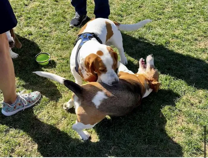 Dog Park 3