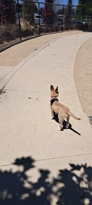 Sunset Park Dog Park 6