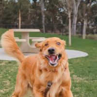 Poinsettia Dog Park ico