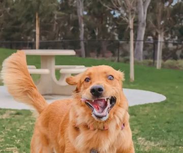 Poinsettia Dog Park