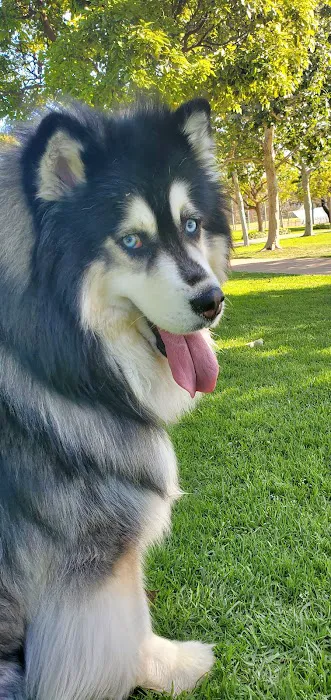 Poinsettia Dog Park 5