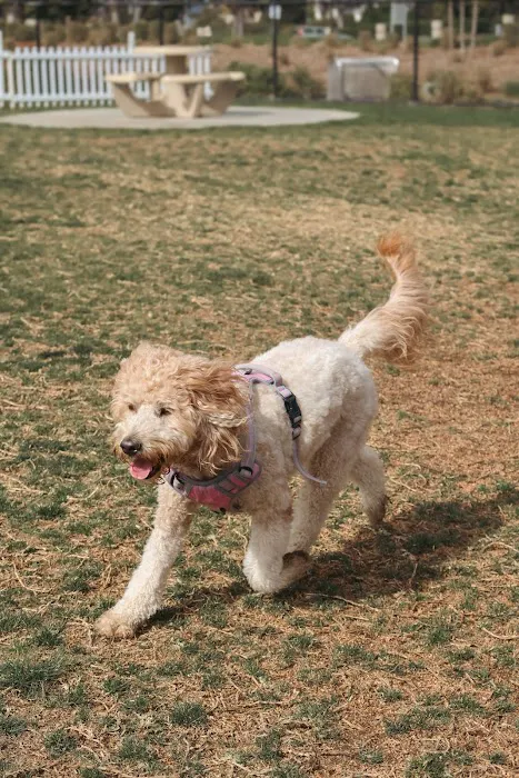 Poinsettia Dog Park 6