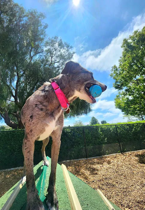 Alga Norte Dog Park 6