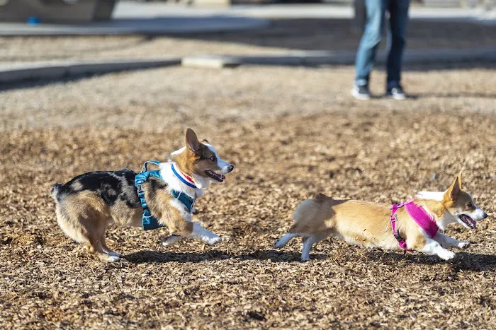 Alga Norte Dog Park 8