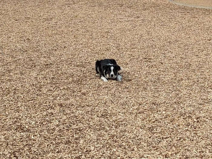 Alga Norte Dog Park 1