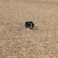 Alga Norte Dog Park ico