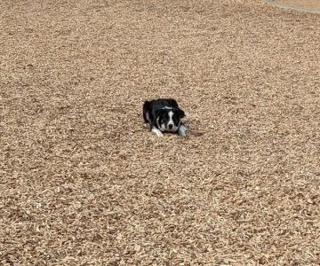 Alga Norte Dog Park