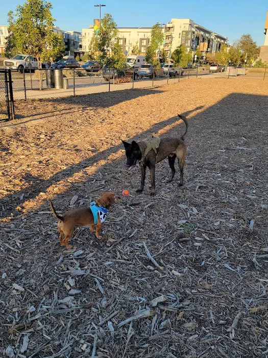 North City Dog Park 3