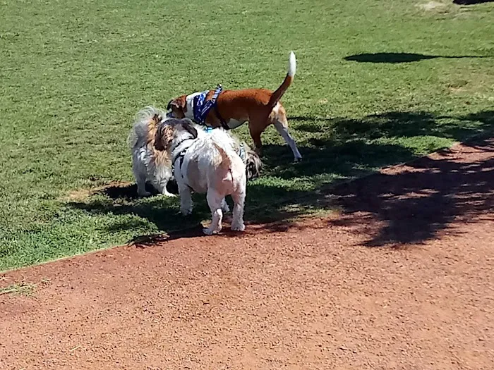 Rancho Mirage Dog Park 3
