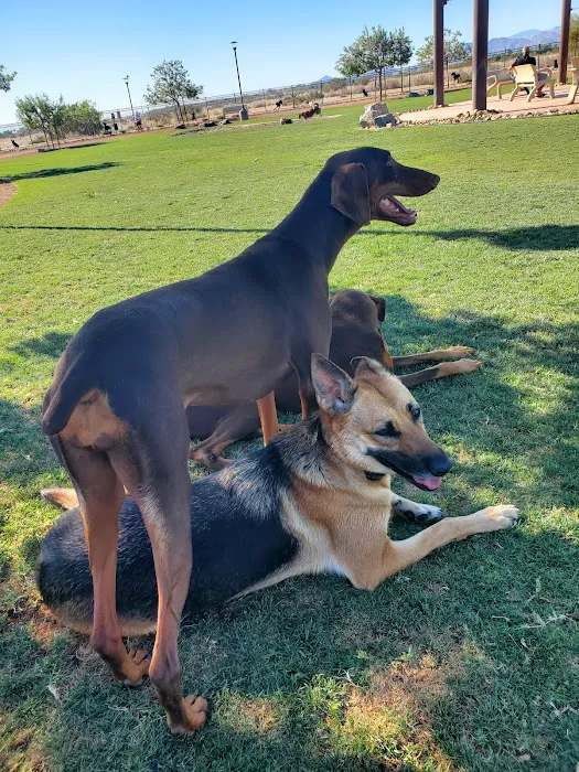 Rancho Mirage Dog Park 9