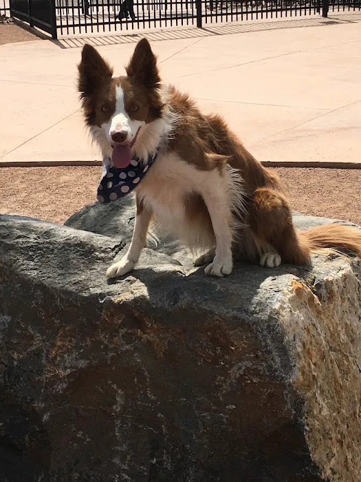 Rancho Mirage Dog Park 4