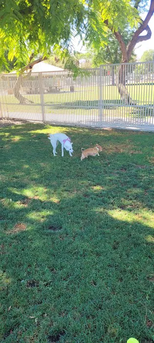 Palm Desert Dog Park 5