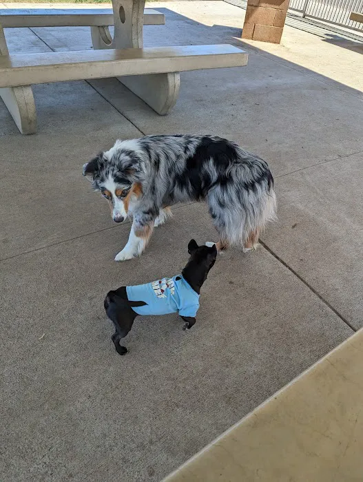 Palm Desert Dog Park 10