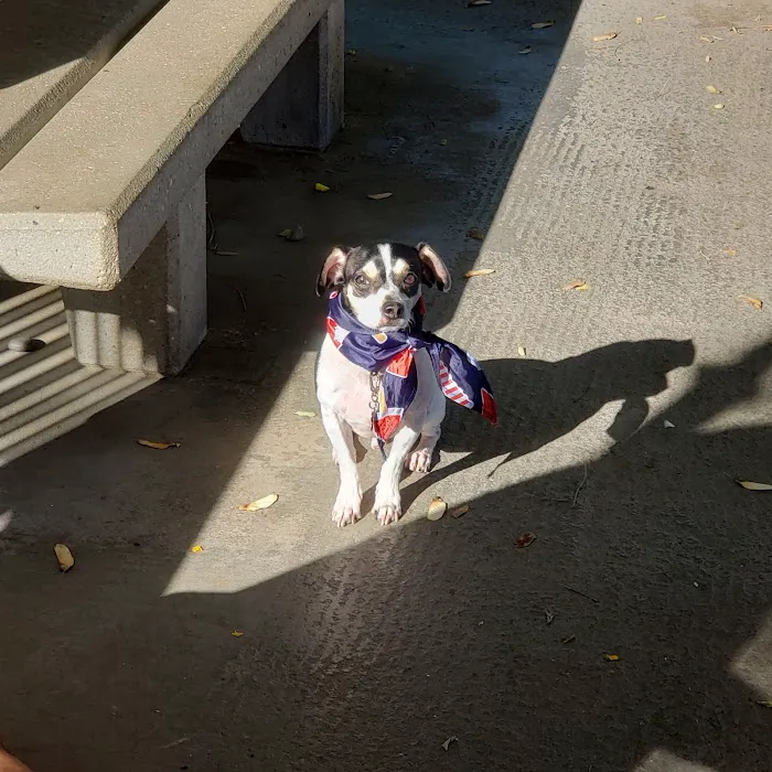 Palm Desert Dog Park 6