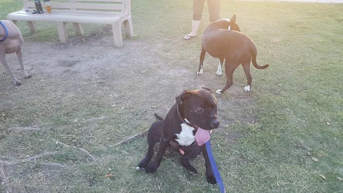 Civic Center Dog Park 5