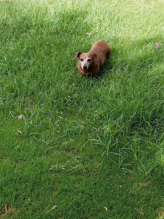 Civic Center Dog Park 9