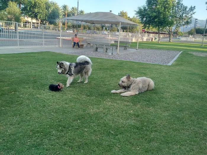 Civic Center Dog Park 10