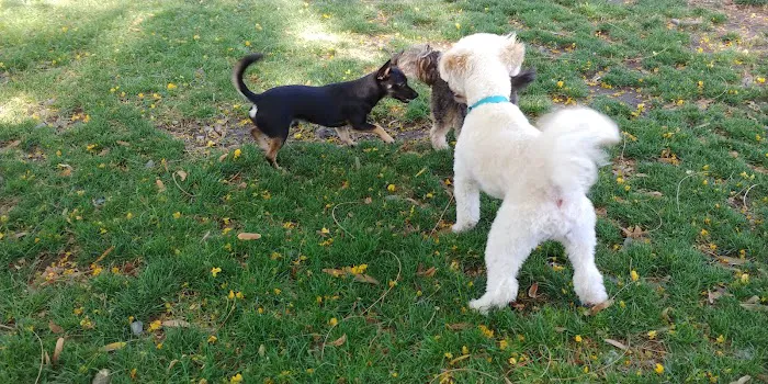 Civic Center Dog Park 2