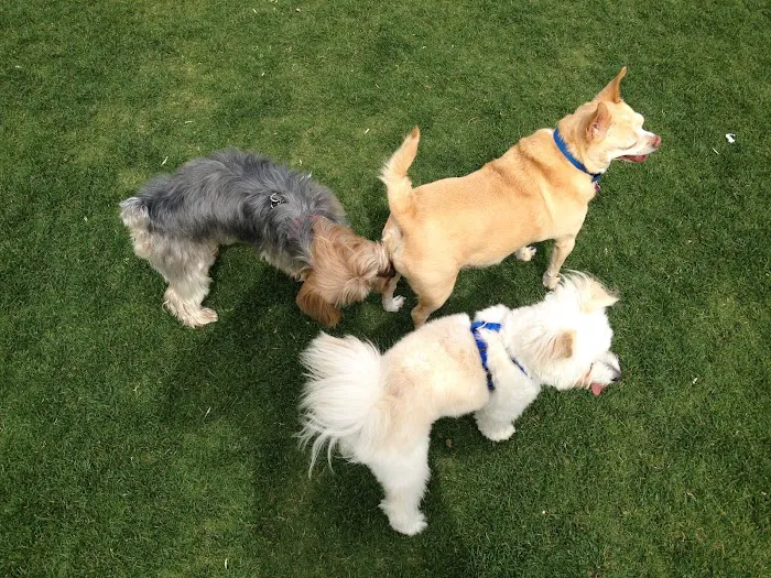 University Dog Park 9