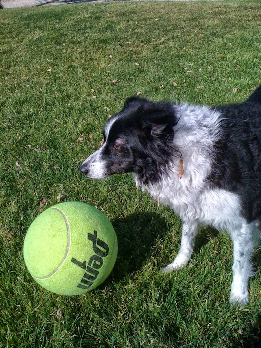 DHS Rotary Dog Park 9