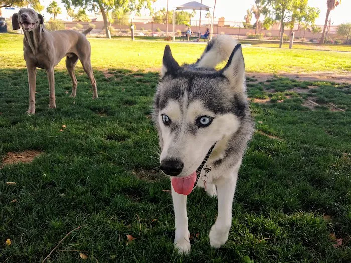 Pioneer Dog Park 4