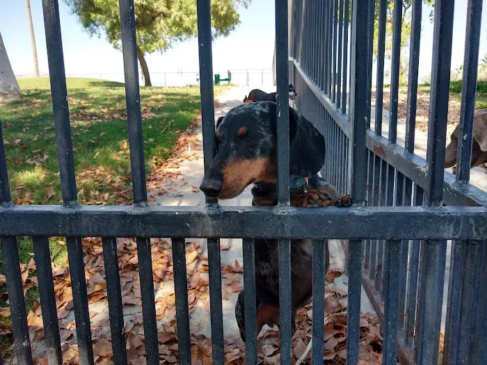 Pioneer Dog Park 6