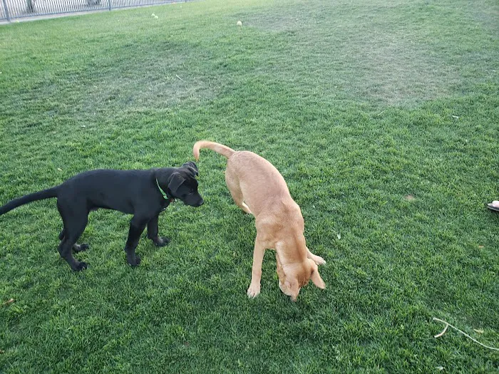 Pioneer Dog Park 1