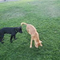 Pioneer Dog Park ico
