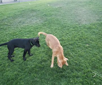 Pioneer Dog Park