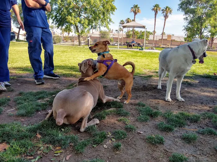 Pioneer Dog Park 7