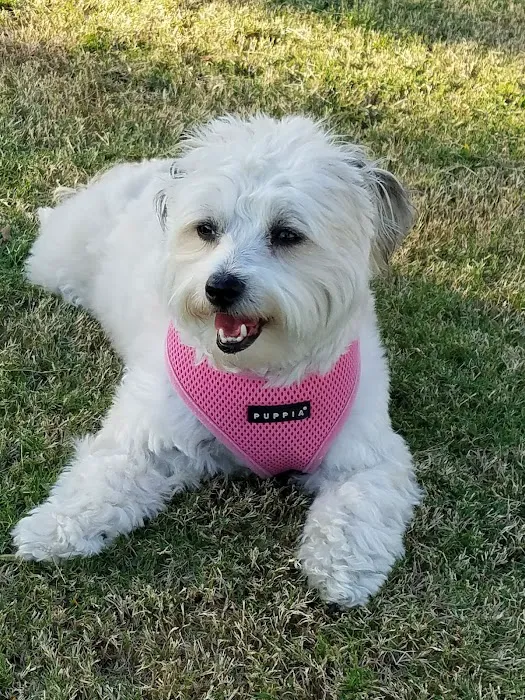 Pioneer Dog Park 8