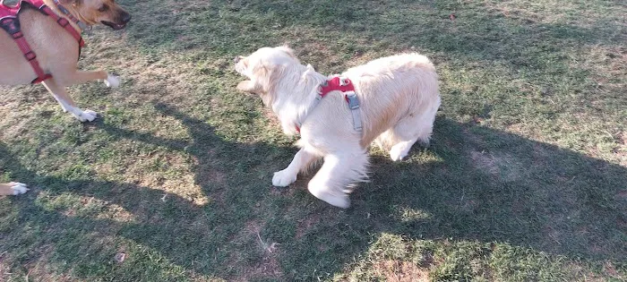 Seasons Dog Park 6