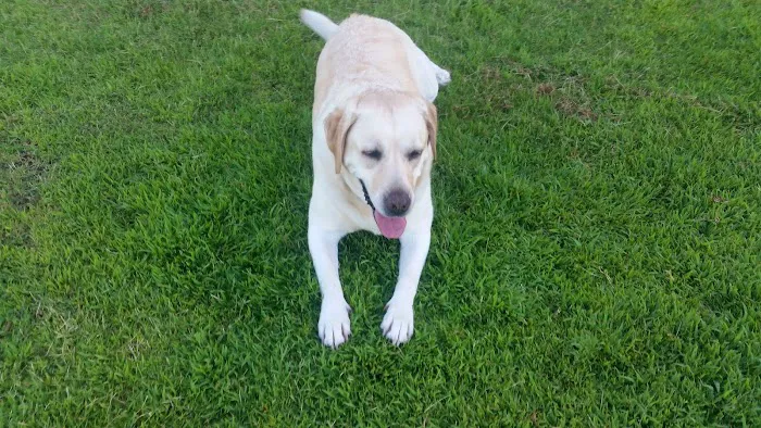 Seasons Dog Park 9