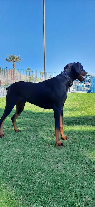 Fritz Burns Dog Park 10