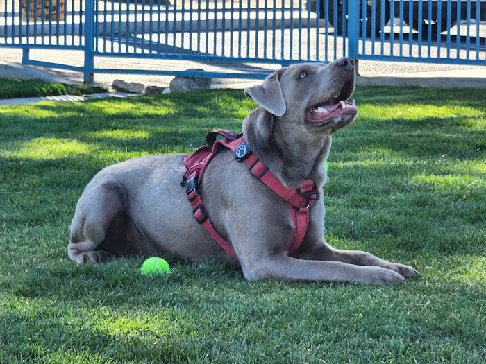 Fritz Burns Dog Park 4
