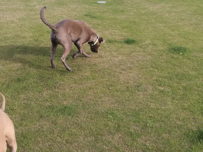 Station 87 Dog Park 5