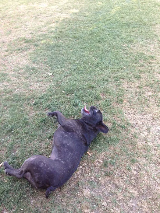 Mulligan Dog Park 1