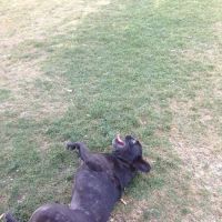 Mulligan Dog Park ico