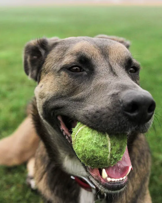 San Elijo Hills Dog Park 1