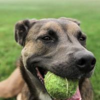 San Elijo Hills Dog Park ico