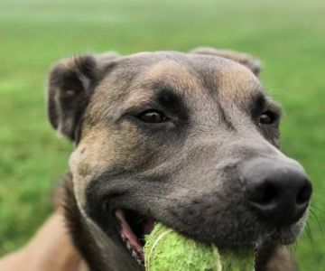 San Elijo Hills Dog Park
