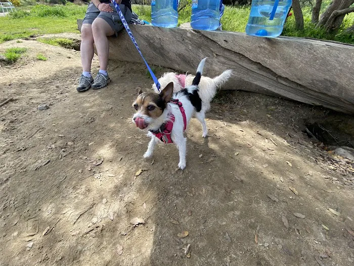 Power Lines Dog Park 8