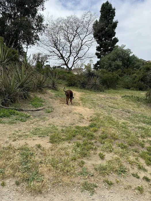 Power Lines Dog Park 10