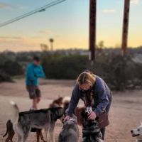 Power Lines Dog Park ico