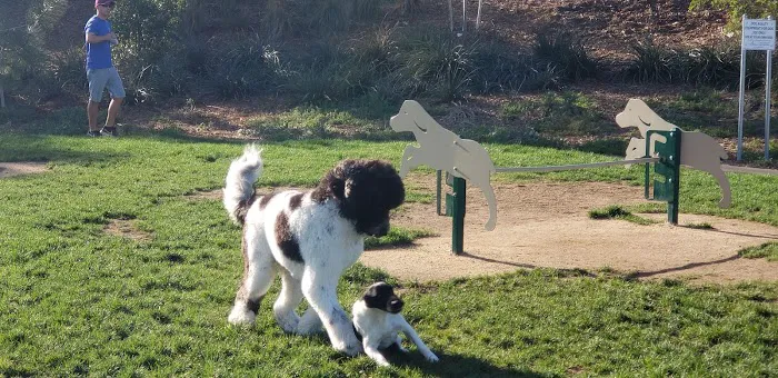 Encinitas Dog Park 8