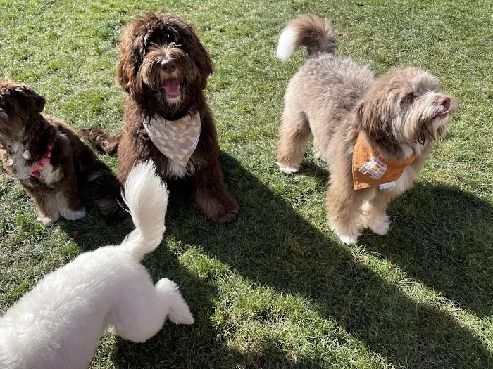 Encinitas Dog Park 7