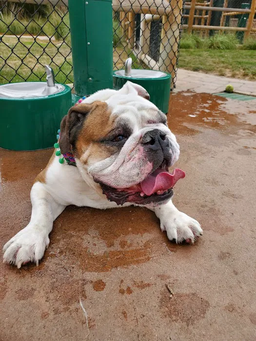 Encinitas Dog Park 10